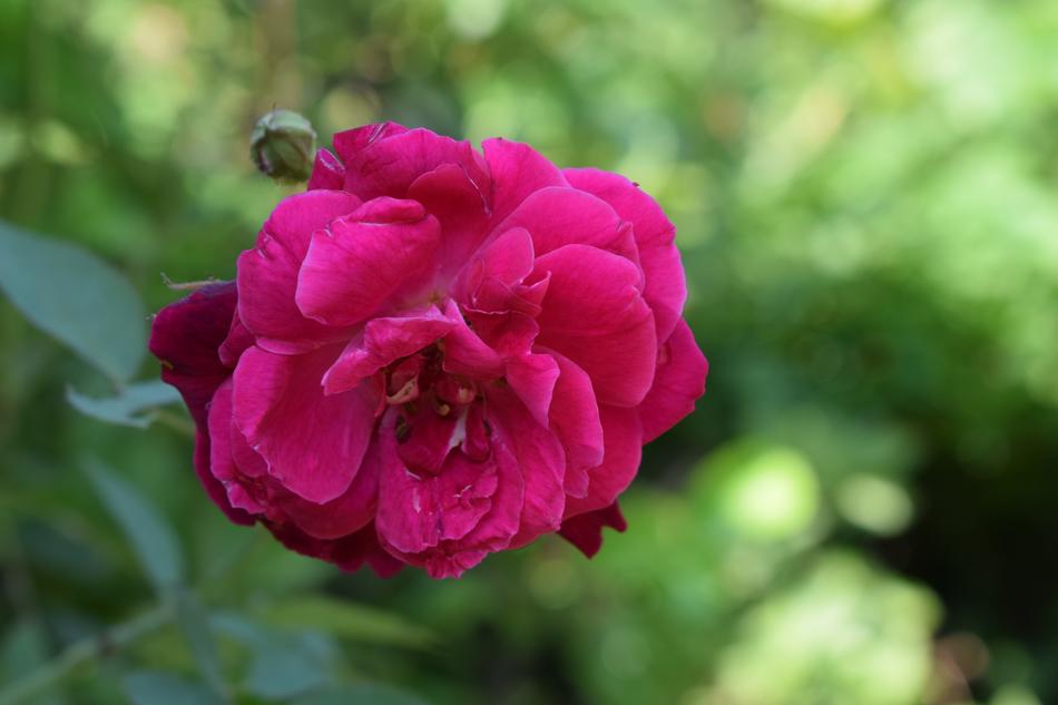Flower Rose Red