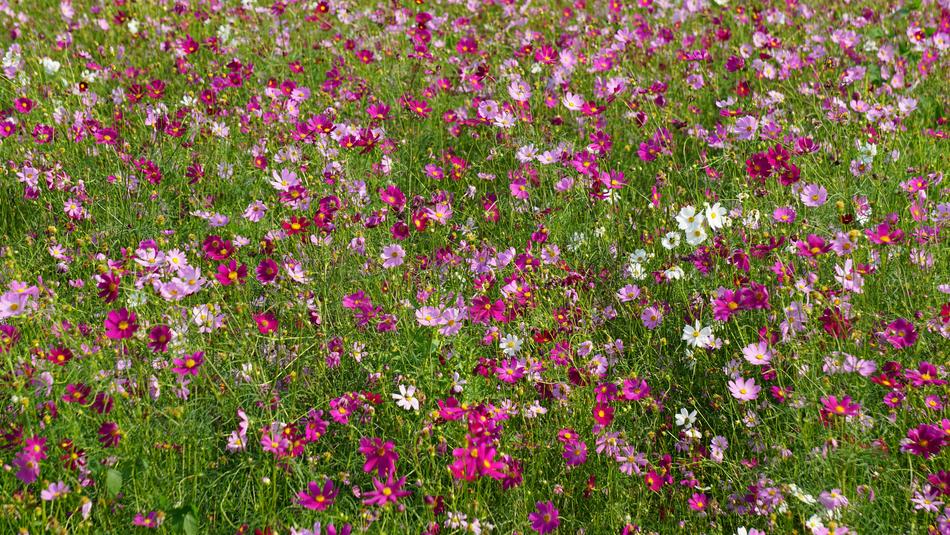 Flower Plant Nature