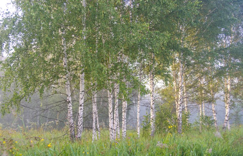 Birch Summer White