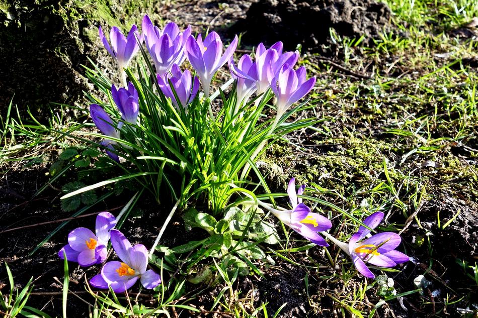 Crocus Flower Petal