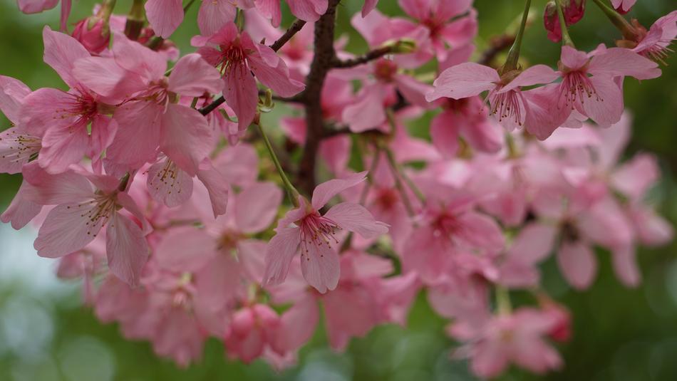 Flower Plant Nature