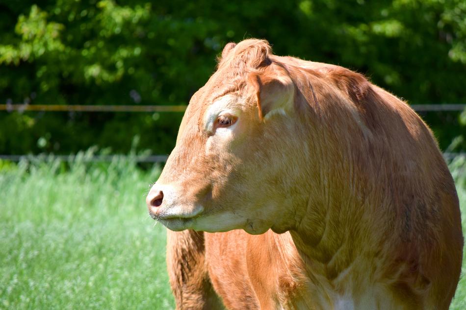 Cow Beef Grass