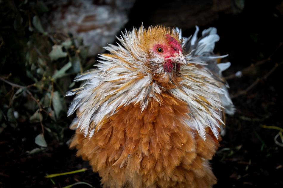 fluffy chicken in the farm