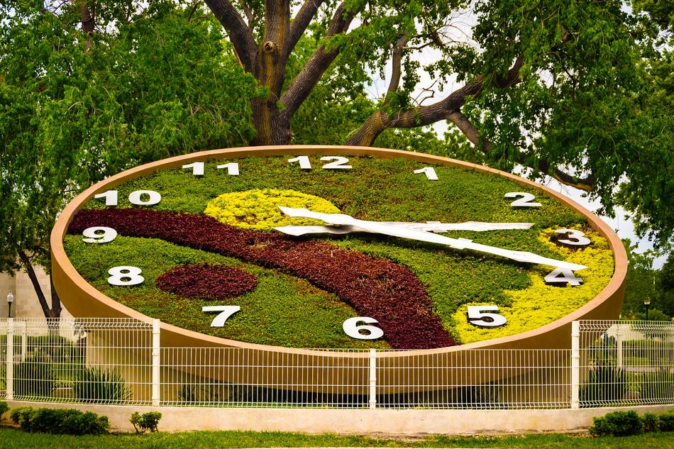 Tree Park Lawn