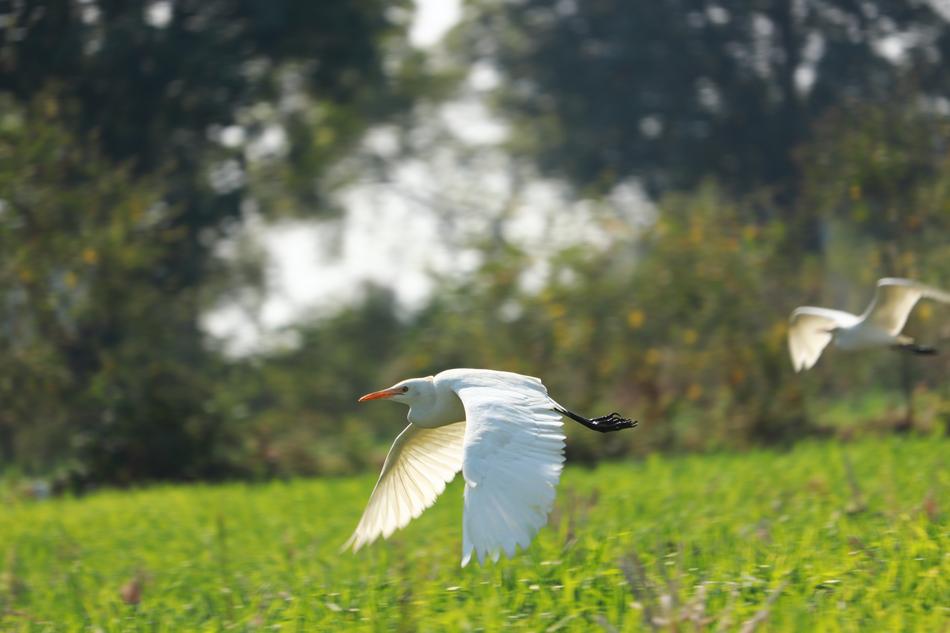 Nature Bird Grass