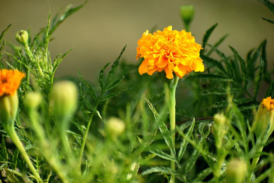 Nature Flower Flora
