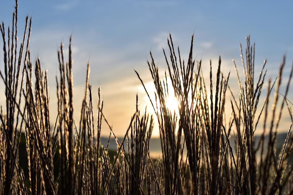 Grasses Nature Landscape