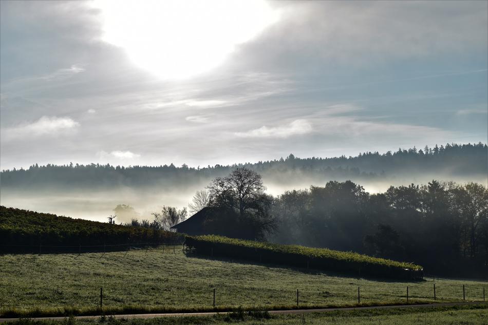 the landscape of a field in sunlight