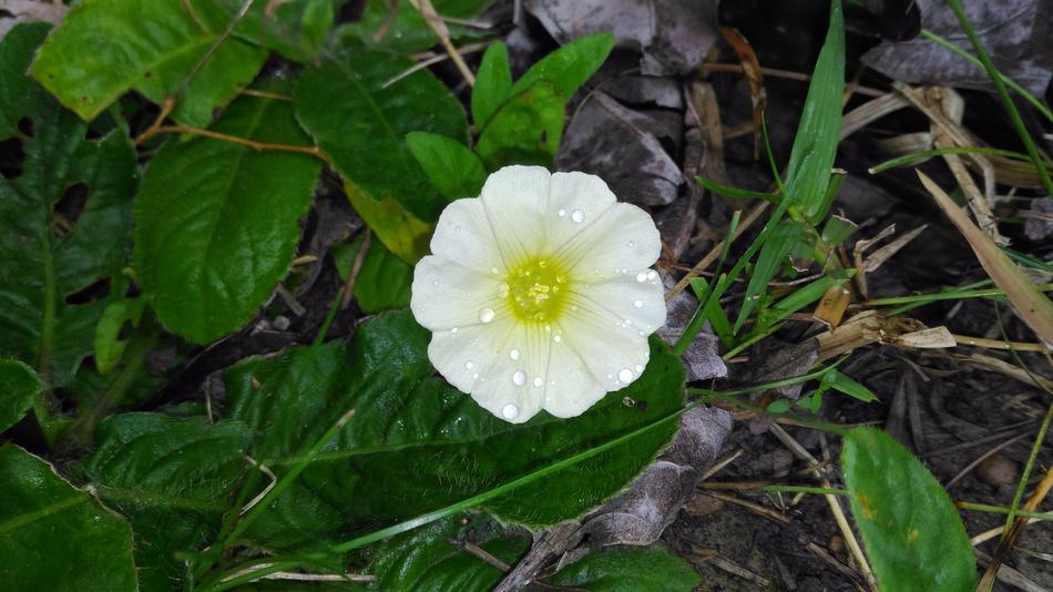 Nature Flower White