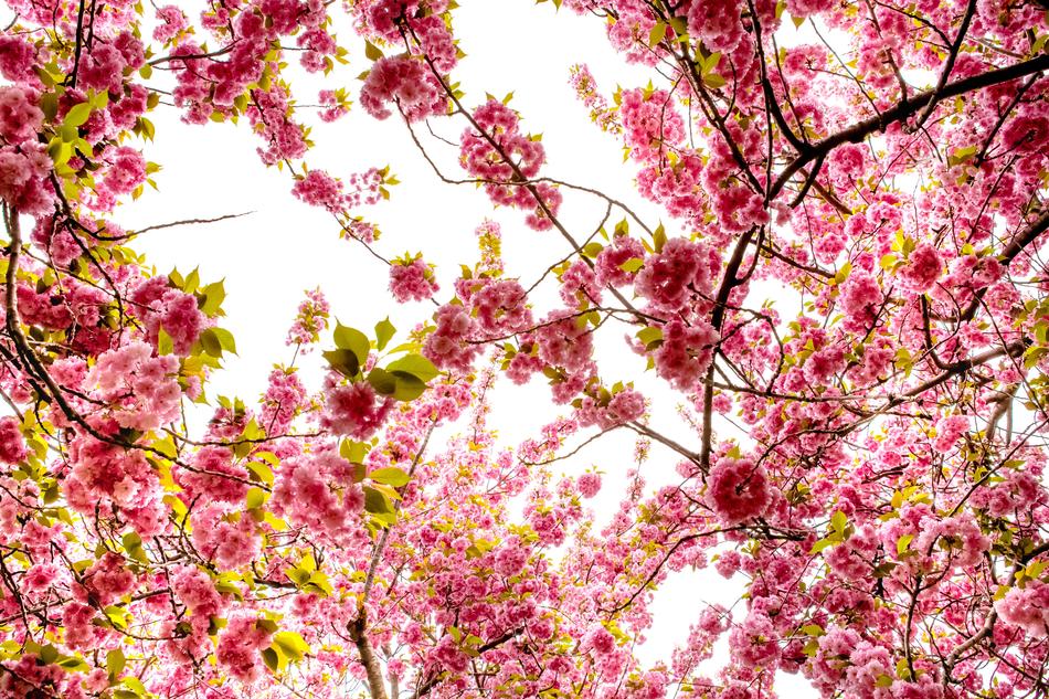 Cherry Flower Season