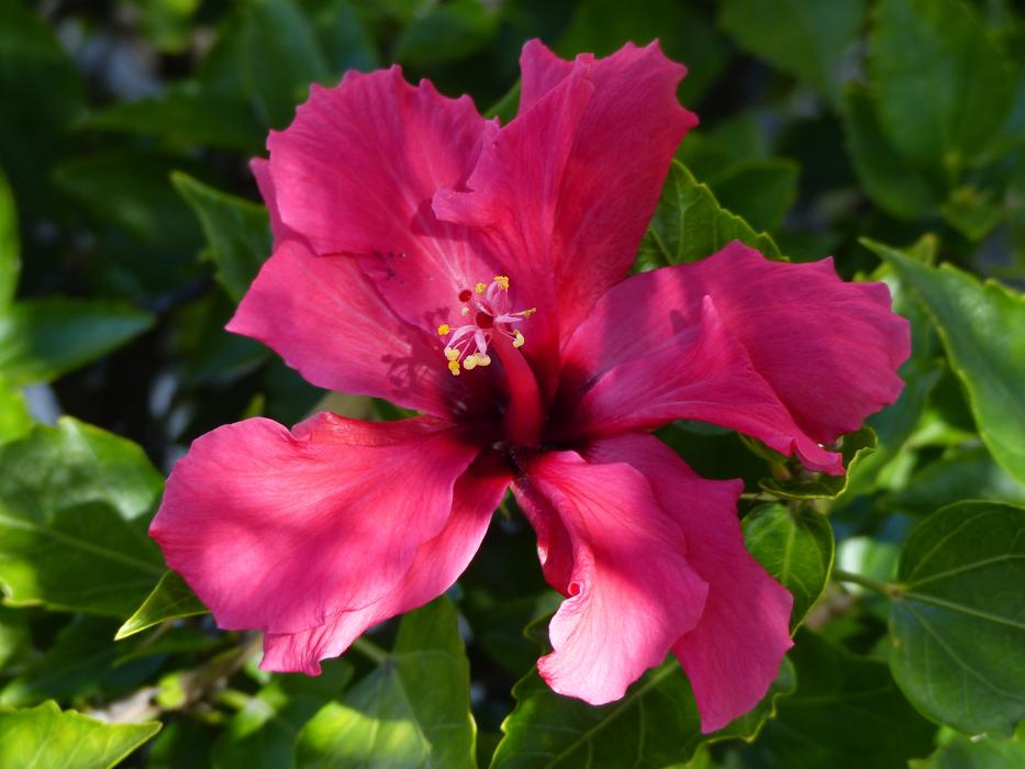 Flower Plant Nature