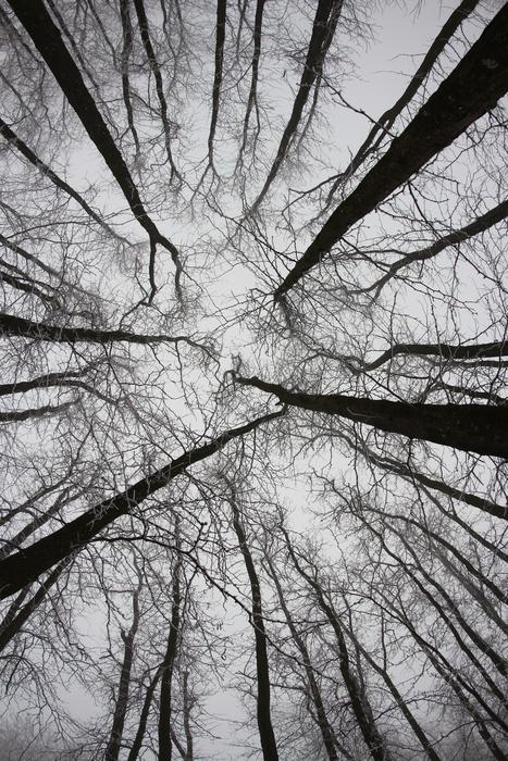 Forest Trees Twigs