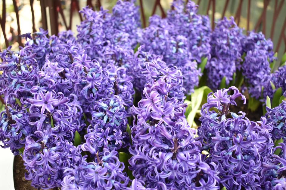 Flower Plant