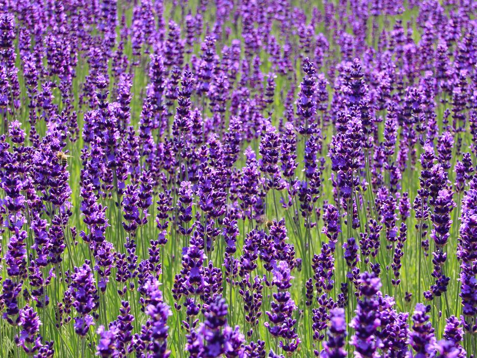 Lavender Field Flowers Summer