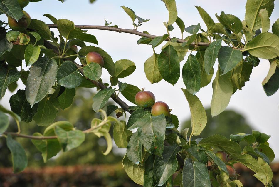 ripe apples on a tree
