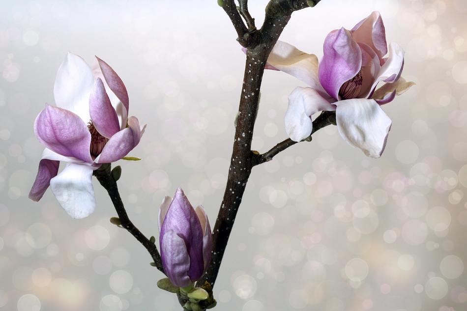 Flower Nature Plant
