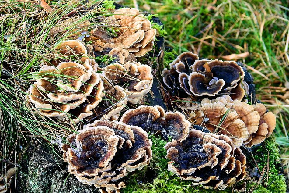 Mushrooms Nature