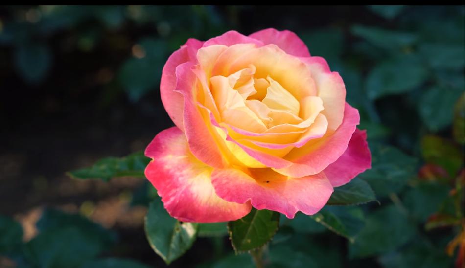 Flower Flora Rose