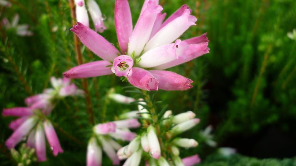 flowers in spring bloom