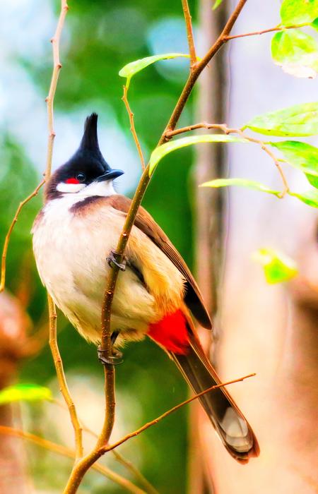 Nature Bird Wildlife