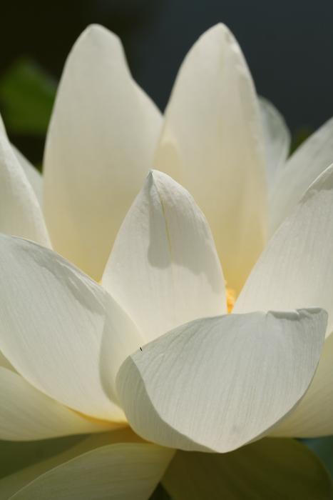 Flower Plant Lotus