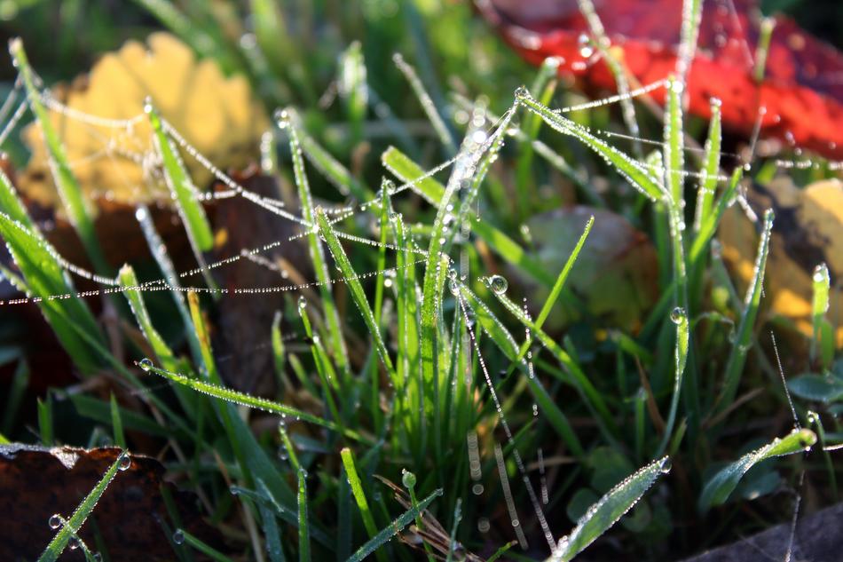 Morning Rosa Grass