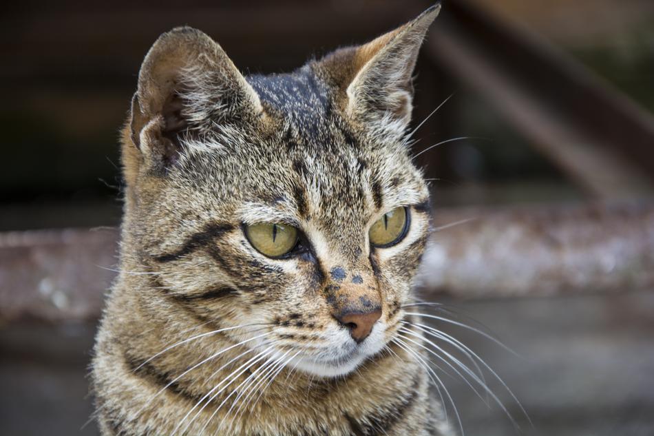 Animals Nature Cat