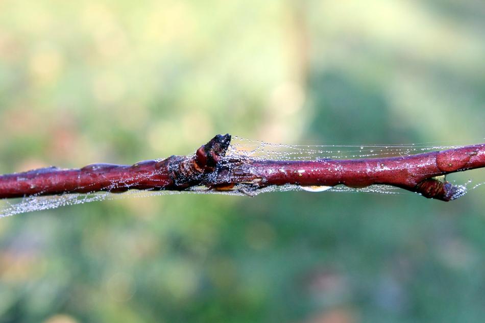 Sprig Morning Wet