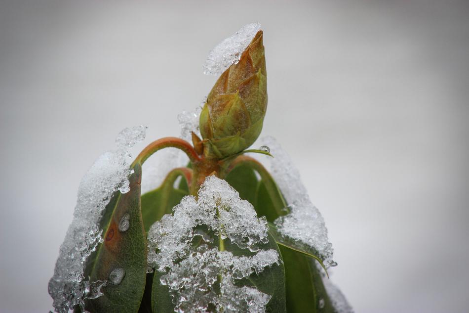 frozen flower in ice
