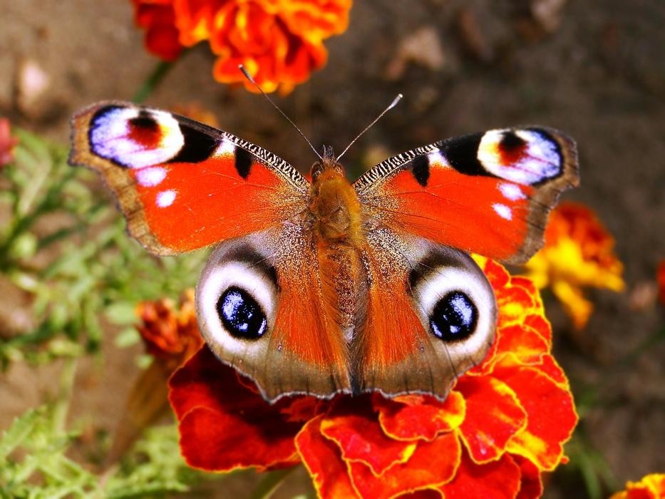 Butterfly Day Nature Insect