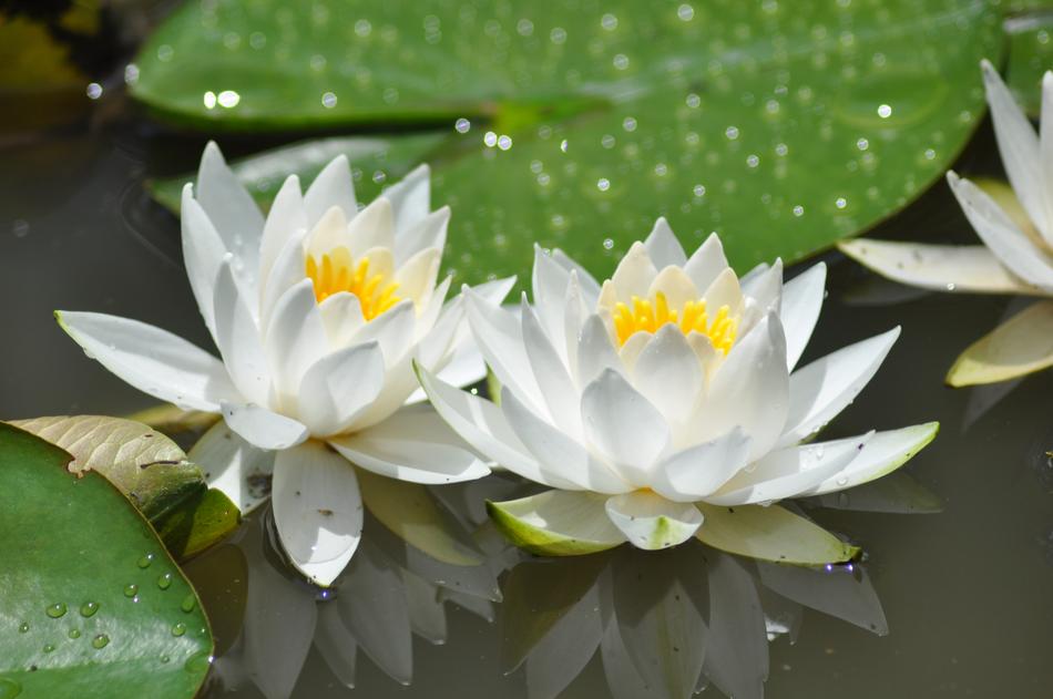 Plants Flowers Leaf