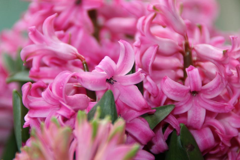 Plant Hyacinth