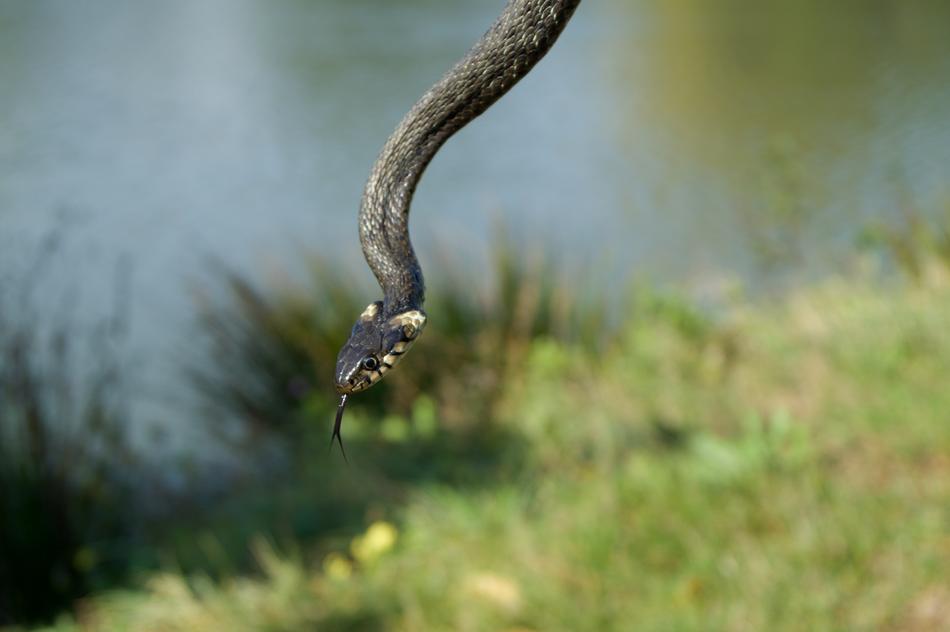 Snake Nature