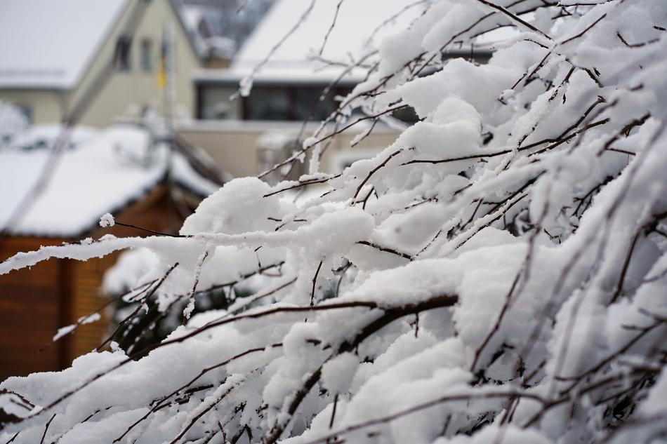 Winter Snow Tree