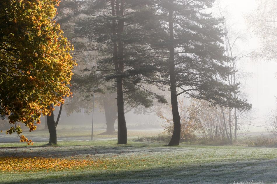 Landscape Autumn Fall