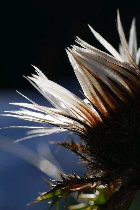 a flower in the shade