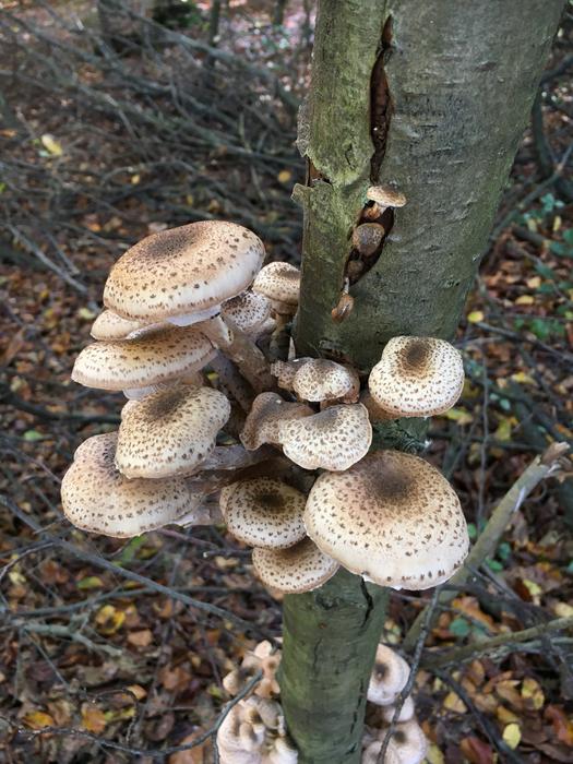 mushrooms are white on the sprout