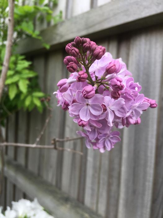 Lilac Tree Aroma
