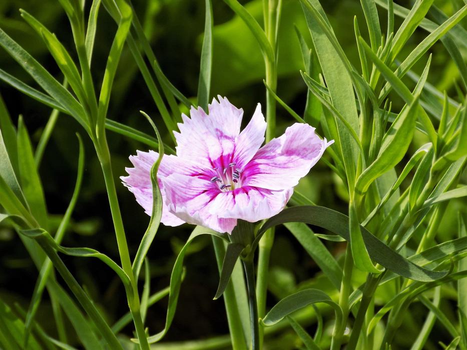 Nature Flora Flower