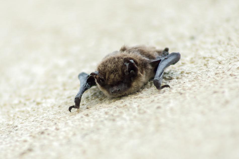 Bat Flugtier Bats Flying