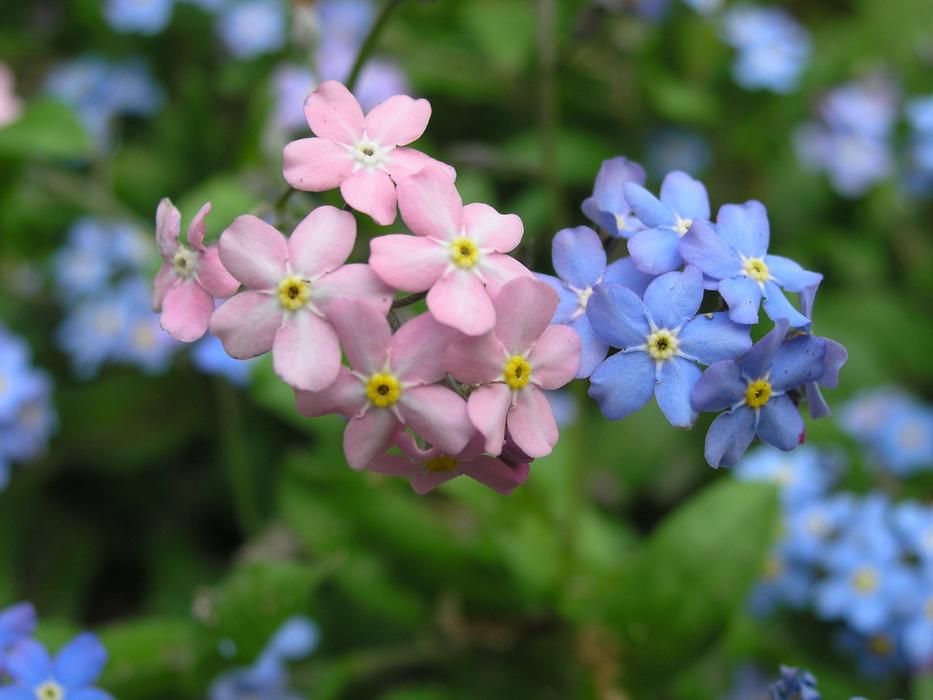 colored flowers on a branch in the garden