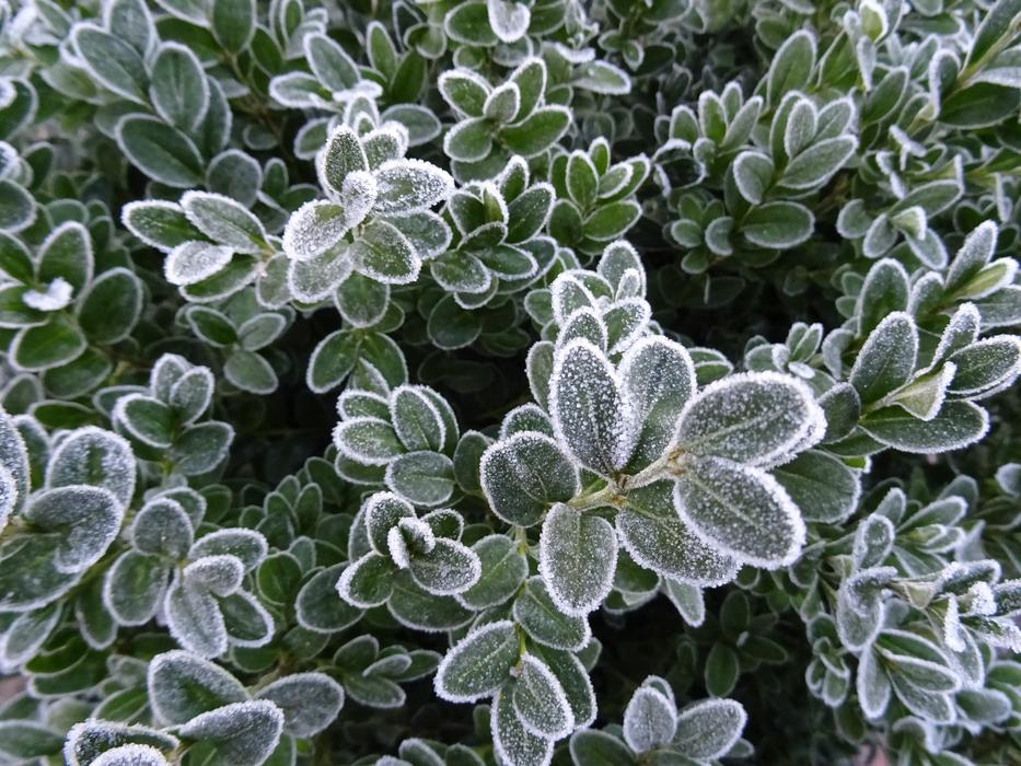 Frost Winter