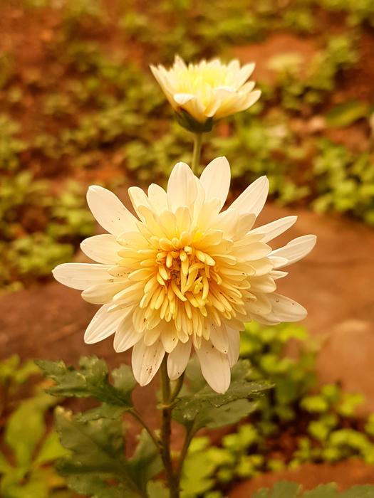 Yellow Flower