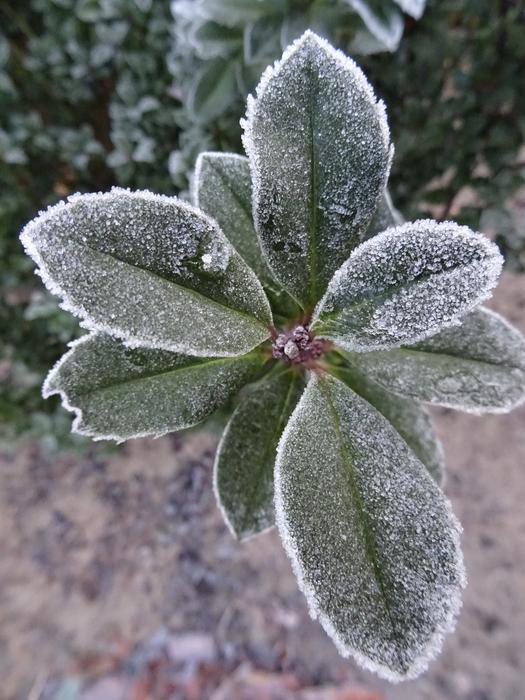 Frost Winter