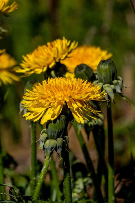 Dandelion Flower Yellow