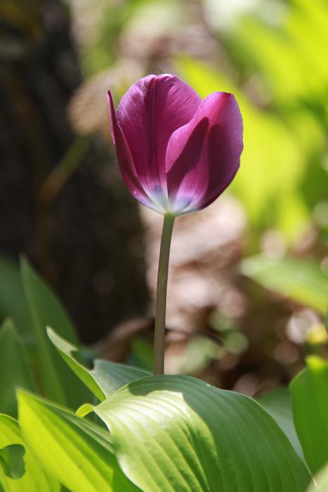 Nature Plants Flowers