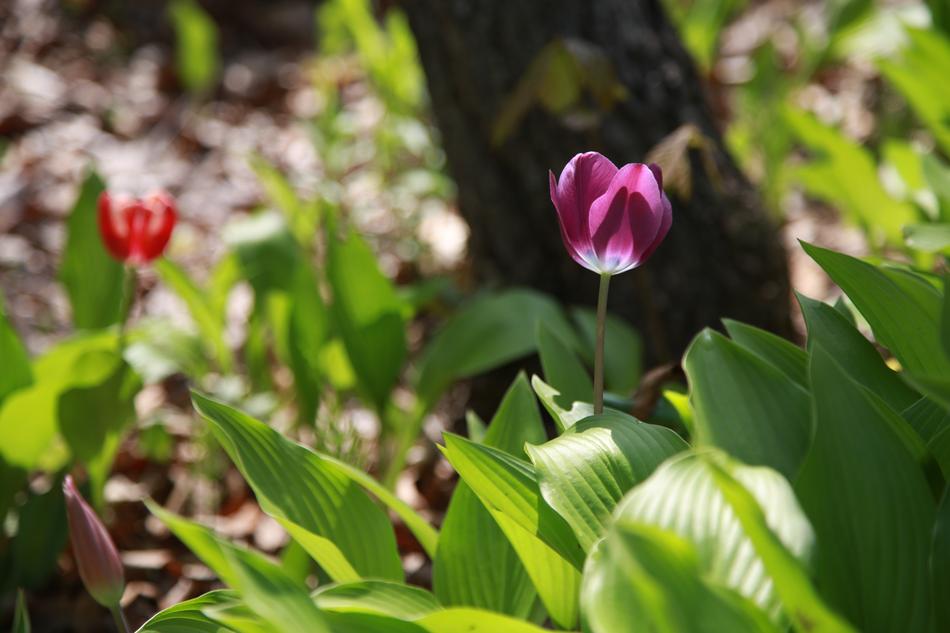 the beautiful tulip in the garden