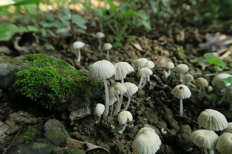 Nature Fungus Mushroom Wild Rice