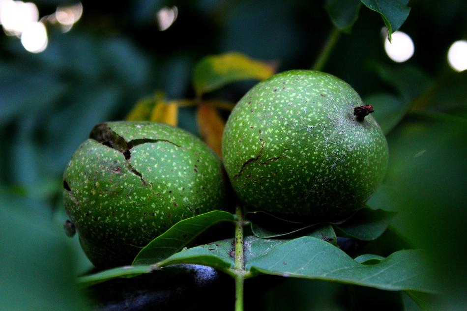 Tree Walnut Garden