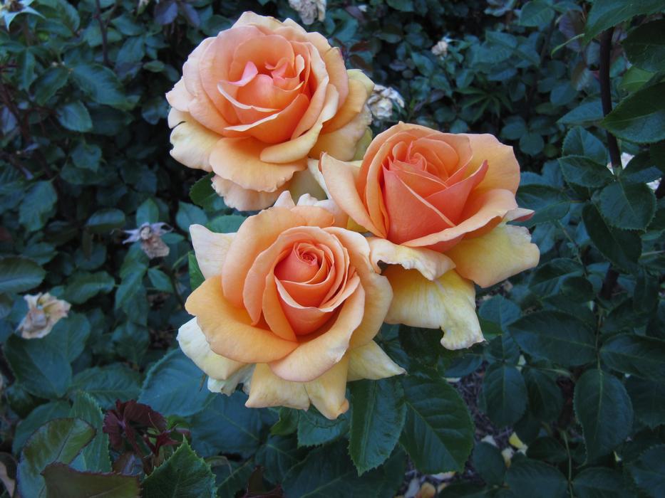 Rose Flower Petal